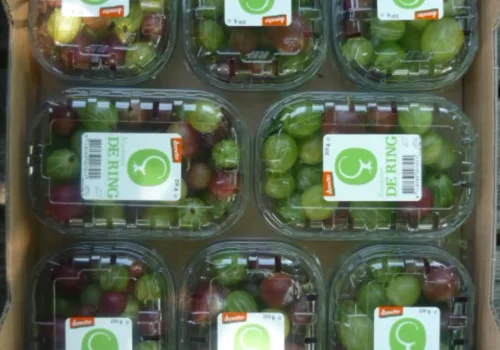 Fruitteeltbedrijf de Ring - Kruisbessen10