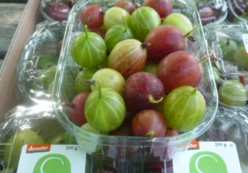 Fruitteeltbedrijf de Ring - Kruisbessen7