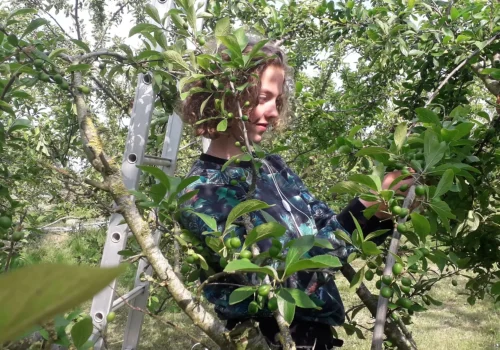 Fruitteeltbedrijf de Ring - Mirabel de Nancy pruimen7
