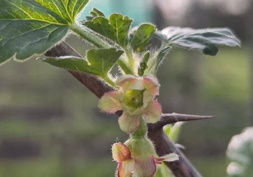 Fruitteeltbedrijf de Ring - Teelt kleinfruit9