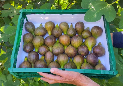 Fruitteeltbedrijf de Ring - Vijgen7